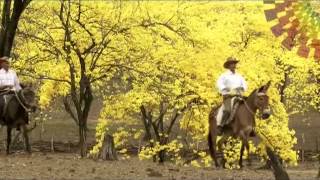 PROMO Florecimiento Guayacanes Zapotillo Ecuador 4 3T [upl. by Llorrad798]