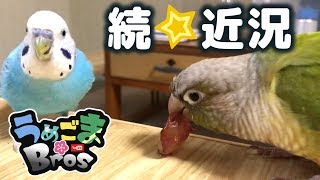 インコ達の避難生活③ 乾燥対策・鼻炎の話ほか [upl. by Flosi]