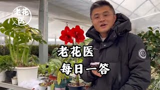 这一期全是茶花！茶花真的那么难养吗？This issue is all about camellias Are camellias really that difficult to grow [upl. by Yzmar]