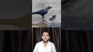 God must be ctazy crow bird birdslover birds animals pets fish fishing ankitagasta [upl. by Bohi460]