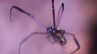 Golden Orbweb Spider Nephila inaurata madagascariensis [upl. by Anawyt]