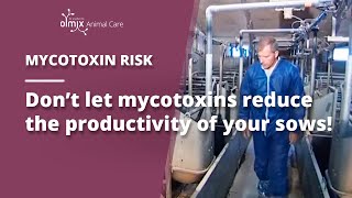 🌽MYCOTOXINS  Their impact on pig breeding [upl. by Anaeda]