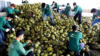 단 3초 코코넛 커팅 신기한 기술로 만들어지는 코코넛 워터 대량생산  Mass production of coconut water  Thailand food factory [upl. by Cilurzo644]