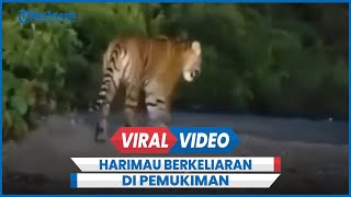 Detikdetik 3 Harimau Sumatera Berkeliaran di Pemukiman Warga [upl. by Odrick616]