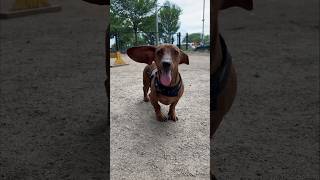 Mini doxie enjoys the wind in his ears💨 [upl. by Ahsinad753]