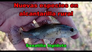 Nuevas especies en Alcantarilla rural y muchos patos [upl. by Lekar]