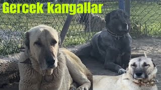 Karakırcıl kangalsarı kangal ve boz krem renkteki kangal köpekleri orijinal… ALTIN KANGALLAR [upl. by Questa]