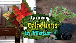 Growing Caladiums in Water [upl. by Ardella]