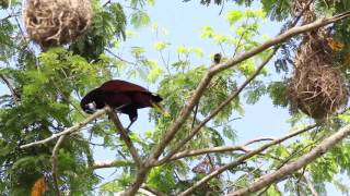 Oropendola moctezuma [upl. by Ailliw977]