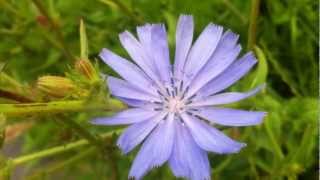 Common Chicory Cichorium Intybus  20120626 [upl. by Margarete]