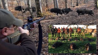 Wild Boar Hunting in Croatia  2020Drückjagd in Kroatien Chasse Au Sanglier [upl. by Lepley154]