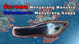 Corona Menyerang Manusia Columnaris Menyerang Guppy [upl. by Ellatsirhc]