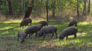 Ils ont tout quitté pour élever des cochons noirs au Portugal [upl. by Janey]