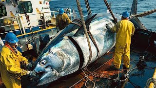 How fishermen longline fishing catch yellowfin tuna the fastest  Processing tuna in factory [upl. by Shimberg]