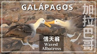 【加拉巴哥群島．厄瓜多】信天翁求偶舞  Waved Albatross Mating Dance in Galapagos [upl. by Liakim]