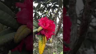 මහරත් මල  Rhododrendran Arbareum Var Zeylanicum srilanka flowers forest nature srilanka [upl. by Trotta647]