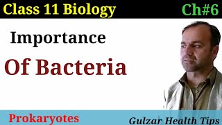 Importance of bacteria  Prokaryotes  Class 11 biology [upl. by Whiteley659]