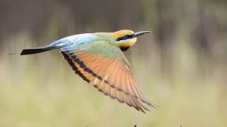 Rainbow Bee eaters nesting and feeding in North East Victoria [upl. by Dyson]