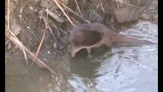 Nutria  Otter Lutra lutra [upl. by Enaenaj745]