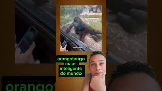 orangotango mais inteligente do mundo shortsvideo [upl. by Yevre]