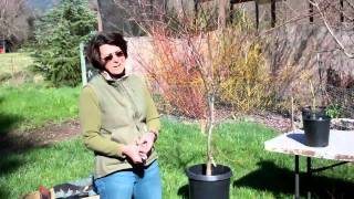 Pruning Japanese Maples with Tricia Smyth Part 1 [upl. by Bertrand566]