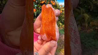 সুস্বাদু ফল fruit naturallifeb fruitcutting naturalclips naturelife fresh food [upl. by Ynna]