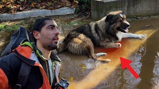 ENCONTRAMOS 1 PERRO HERIDO y CAMBIO el RUMBO del VIAJE  72 VUELTA al MUNDO en AMBULANCIA [upl. by Maitland]