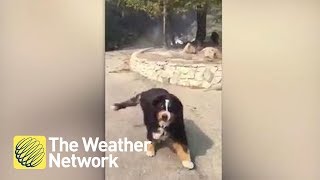 Dog owner finds out the family dog survived Santa Rosa Wildfire [upl. by Einitsed]