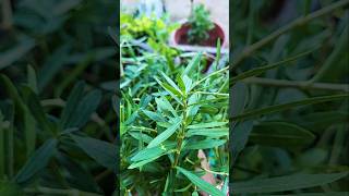 Ponnaganti kuraSessile Joyweedwater Amaranth leaves Harvest ✨️✨️🌿🌱🌿 [upl. by Anitnatsnoc]