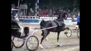 2000 Royal Winter Fair Hackney Pony Championship [upl. by Adnaral]