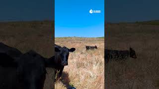 5 Bovine Babies Welcomed at Freedom Farms [upl. by Nothgiel857]