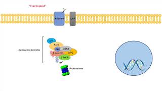 WntβCatenin Signaling Pathway  Overview Purpose and APC Mutations [upl. by Anibas397]