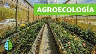 Qué es la AGROECOLOGÍA  Agroecologia CARACTERÍSTICAS [upl. by Elka]