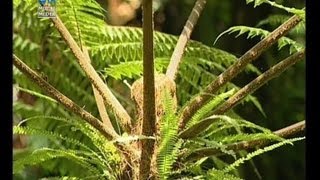 Sano sano  Cyathea spp [upl. by Adiaros]