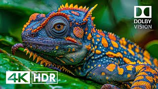 Best of Dolby Vision 4K HDR 60FPS 4K Video [upl. by Jaco]