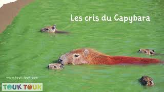 Le cri du capybara Touk Touk [upl. by Naltiac]