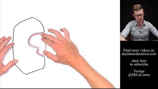 Induced Fit Model of Enzyme Action [upl. by Chryste]