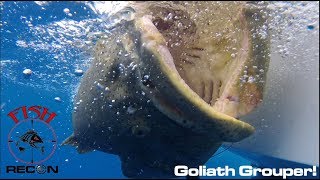 Giant Goliath Grouper  EPIC DAY Bucket List ALERT [upl. by Cate695]