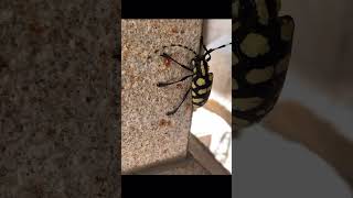 longhorn beetle is distinctive species because of the four yellow bands across its elytra [upl. by Blair]