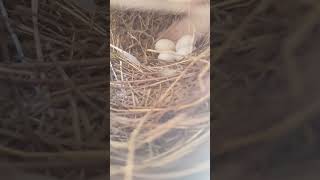 Finches laid eggs🪺🪺birds finches youtubeshort [upl. by Joh]