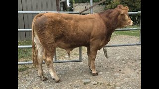 LOT 44  GAEC DU MARRONNIER  86 LATHUS [upl. by Slein]