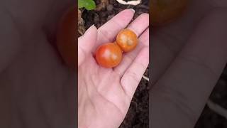 how to grow cherry tomatoes 🍅🤗shorts gardening [upl. by Stefa]