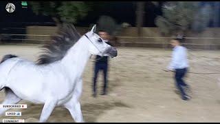 تدريب الخيل العربي [upl. by Faubert]