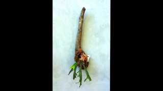 How to mount a staghorn fern onto driftwood [upl. by Adnileb469]