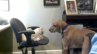 More bloodhound scared by a cat [upl. by Adrahc]