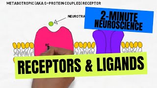 2Minute Neuroscience Receptors amp Ligands [upl. by Aivad884]