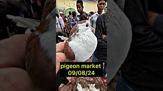 shahjahanpuri kabutar mandi 090824  pigeonmarket pigeon kabootar shortsfeed shorts [upl. by Ittap]