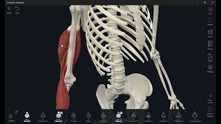 AnatomyUpper limb Radial nerve التشريحالطرف العلوي العصب الكعبري [upl. by Liarret]