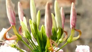 shorts অনামিকা ফুল গাছAnamika fulScientific name Cleome hasslerianaEnglish name spider flowers [upl. by Aniratac]