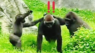 塔莉說：你們要幹嘛😆🤣💦Djeecoゴリラ迪亞哥金剛猩猩taipeizoo gorilla 台北市立動物園 [upl. by Dorreg308]